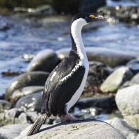Antarctic Shag
